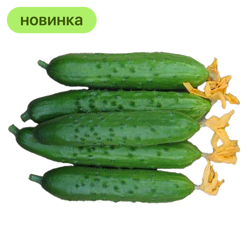 Огурцы пчелоопыляемые, 600 г
